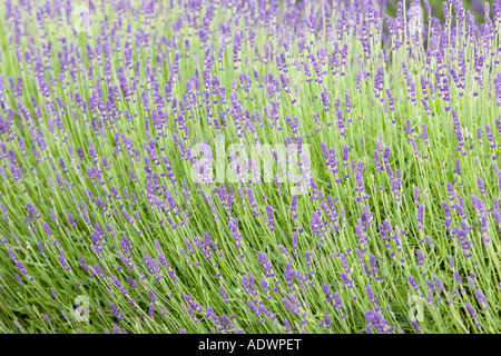 Snowshill Imperial Gem campo di lavanda Worcestershire Regno Unito i Cotswolds Foto Stock