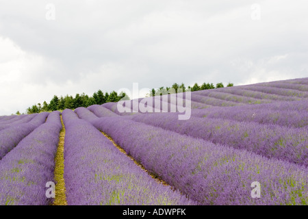 Snowshill campo di lavanda Worcestershire Regno Unito i Cotswolds Foto Stock