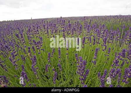 Snowshill Imperial Gem campo di lavanda Worcestershire Regno Unito i Cotswolds Foto Stock