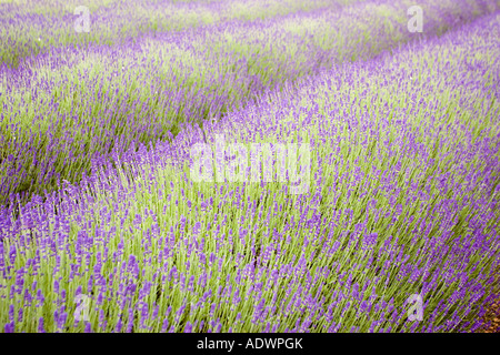 Snowshill Imperial Gem campo di lavanda Worcestershire Regno Unito i Cotswolds Foto Stock