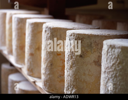 La stagionatura e blu di maturazione del formaggio Stilton memorizzati in fabbrica Foto Stock