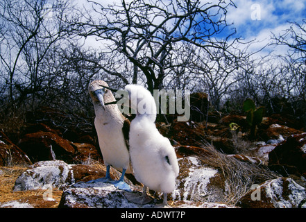 Blue footed Booby uccello con i bambini sulle isole Galapagos Ecuador Foto Stock