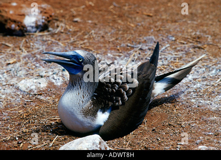 Blue footed Booby bird proteggere le sue uova sulle isole Galapagos Ecuador Foto Stock