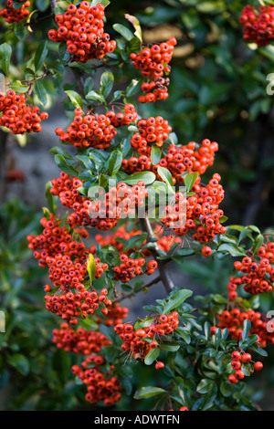 Firethorn Pyracantha efficace deterrente antifurto arbusto pungenti Cotswolds Oxfordshire, Regno Unito Foto Stock