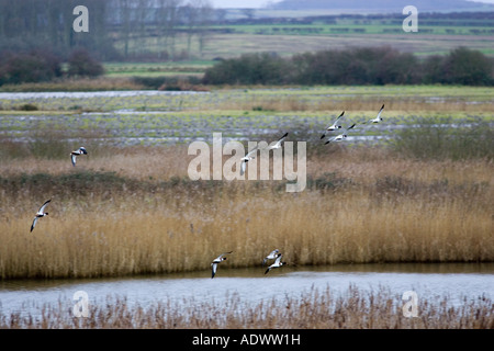 Gregge di wild Shelducks overwinter vicino Holkham Costa North Norfolk East Anglia England Regno Unito Foto Stock