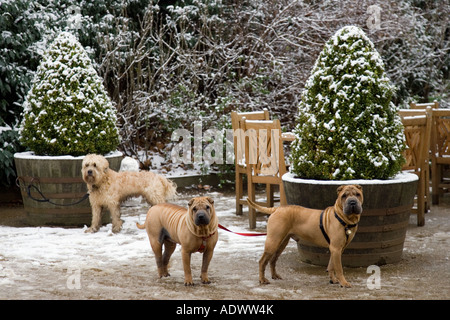 I cani legati alla coperta di neve vasi per piante a Kenwood House Hampstead Heath London Regno Unito Foto Stock