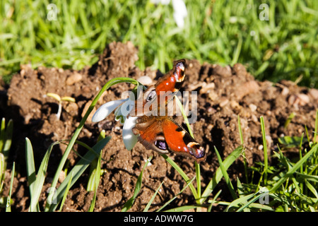 Farfalla pavone poggia su Snowdrop Oxfordshire, Regno Unito Foto Stock