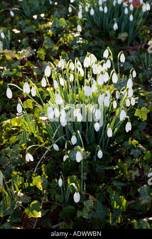 Snowdrops in Oxfordshire woodland England Regno Unito Foto Stock