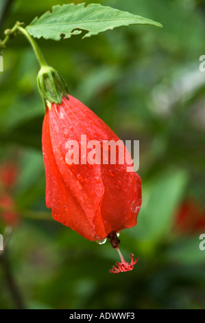 Un rosso vivo shooflower con goccioline di acqua sulla sua petali Shot in caso di pioggia il fiore è incorniciato dalla sua ha vinto foglia seghettata Foto Stock