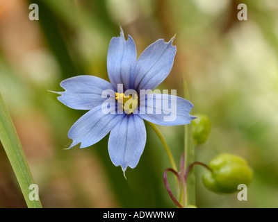 Dagli occhi blu erba, Sisyrinchium bermudiana Foto Stock