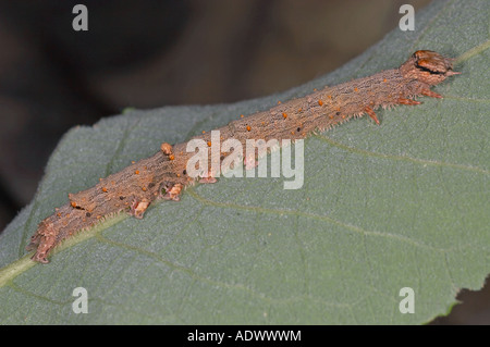 Red Underwing larva - Catocala nupta Foto Stock