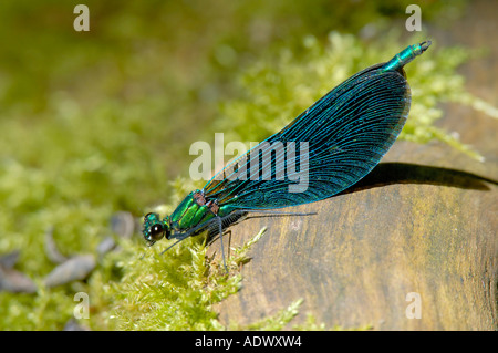 Belle Demoiselle Calopteryx virgo Foto Stock