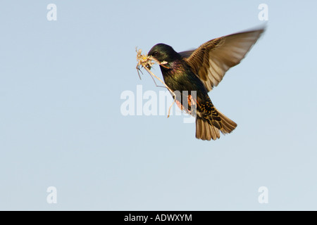 Starling Sturnus vulgaris in volo contro una pianura cielo blu che trasportano materiale di nidificazione torna al suo punto di nesting Foto Stock