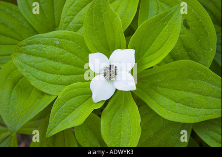 Creeping sanguinello, Cornus canadensis. Foto Stock