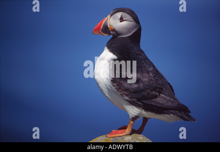 Atlantic puffini, Fratercula arctica. Sull'isola di Noss, Shetland, Scotland, Regno Unito Foto Stock