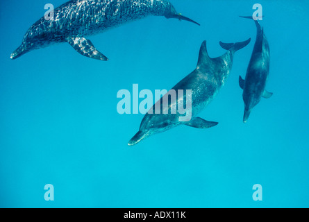 Avvistati i delfini Stenella frontalis Atlantico Mar dei Caraibi Bahamas Foto Stock