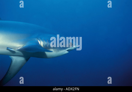 Testa della trebbiatrice pelagiche shark alopias pelagicus Pacific Filippine Foto Stock