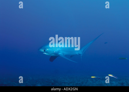Comune di squalo trebbiatrice Alopias vulpinus Pacific Filippine Foto Stock