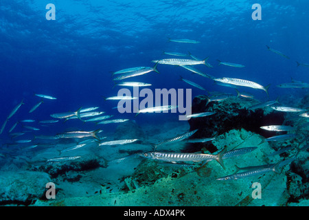 Barracuda shoal Sphyraena sphyraena Kas Lycia Regione Mar Mediterraneo Turchia Foto Stock