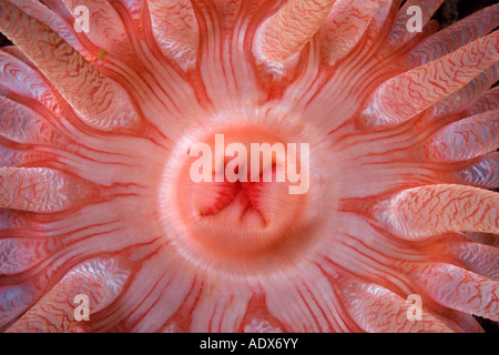 Dettaglio della bocca di un anemone cremisi Cribrinopsis fernaldi British Columbia Oceano Pacifico Canada Foto Stock