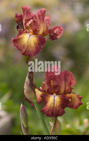 Rame e oro Iris barbuto Fort Mason comunità giardino di San Francisco in California Foto Stock