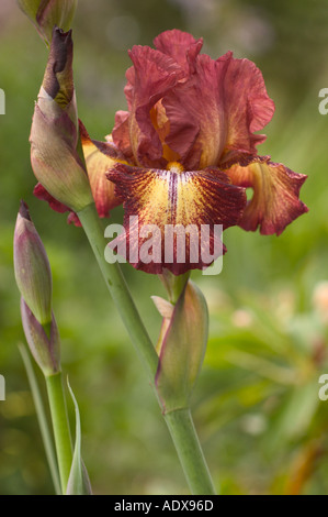 Rame e oro Iris barbuto Fort Mason comunità giardino di San Francisco in California Foto Stock