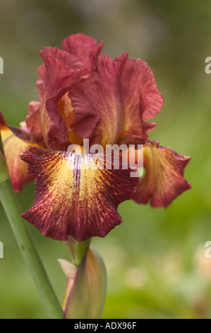 Rame e oro Iris barbuto Fort Mason comunità giardino di San Francisco in California Foto Stock