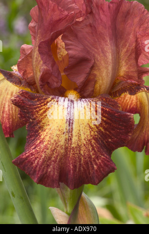 Rame e oro Iris barbuto Fort Mason comunità giardino di San Francisco in California Foto Stock