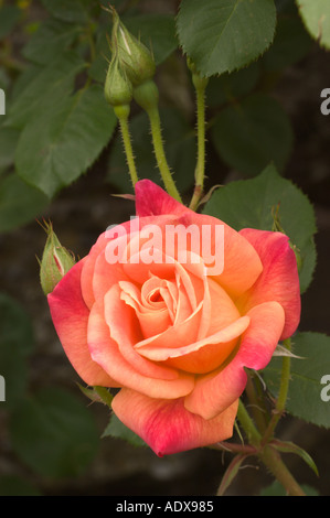 Rose Joseph s rivestire Fort Mason comunità giardino di San Francisco in California Foto Stock