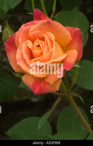 Rose Joseph s rivestire Fort Mason comunità giardino di San Francisco in California Foto Stock