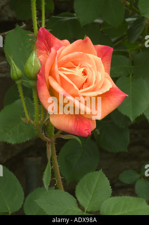 Rose Joseph s rivestire Fort Mason comunità giardino di San Francisco in California Foto Stock