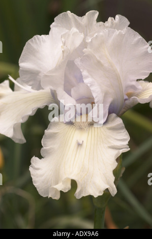 Bianco lavanda pallido barbuto Iris Fort Mason comunità giardino di San Francisco in California Foto Stock