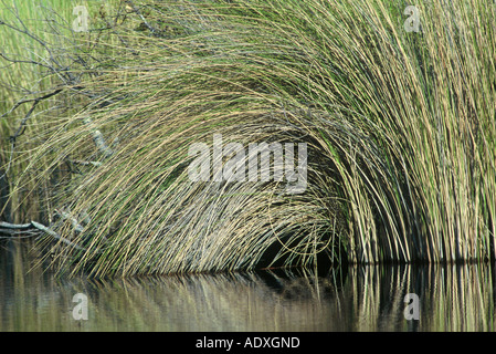 Erba fluviale, Okavango Foto Stock