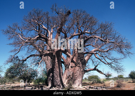 Chapman's Baobab, Adansonia digitata Foto Stock