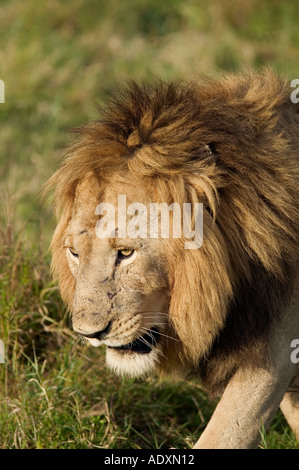Un maschio di leone nella Masai Mara Game Reserve in Kenya Africa orientale Foto Stock