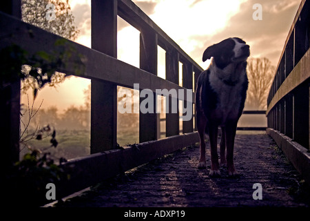 La mattina presto con il cane Foto Stock