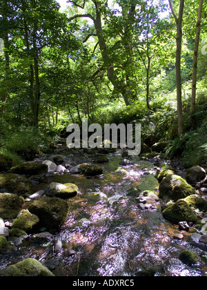 Estate radura in Dollar glen Dollar Clackmannanshire Scozia Scotland Foto Stock