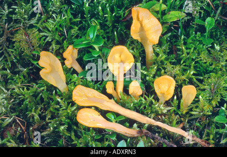 Ventola di giallo (Spathularia flavida) Foto Stock