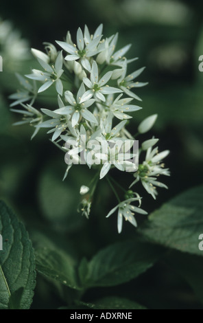 Close up di aglio selvatico prese a Tintern, Momouthshire, Galles Foto Stock