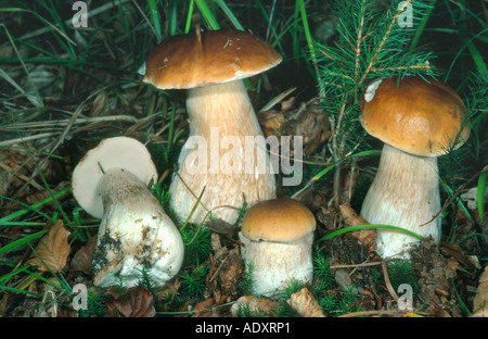 Penny bun, cep (Boletus edulis), in Germania, in Baviera Foto Stock