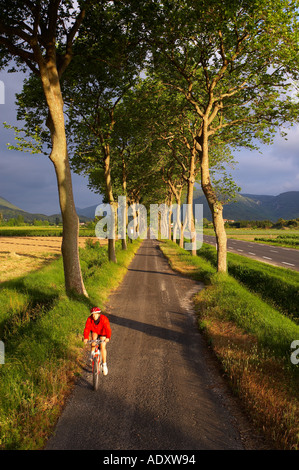 Ciclista viale di alberi Val du Fenouillet Languedoc Francia Foto Stock