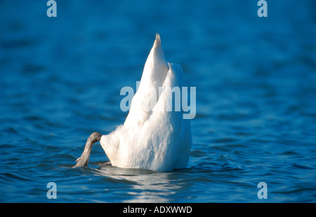 Cigno (Cygnus olor), immersioni subacquee per cibo, Germania, Basso Reno, Duisburg-Walsum Foto Stock