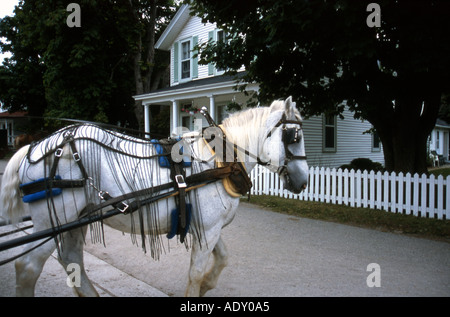 Progetto bianco cavallo funzionante Foto Stock