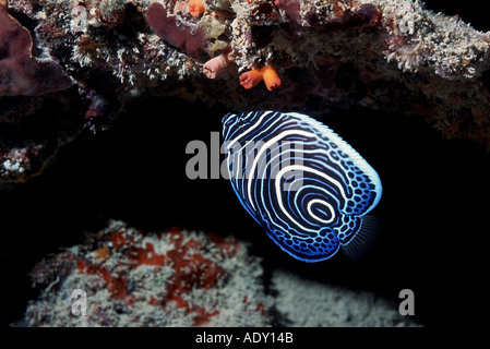 I capretti imperatore angelfish Foto Stock