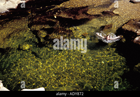 Viaggi Distrito Federal rock pool di persona le persone nuotare nuoto limpida acqua cristallina fiume vale da lua moon valley chapada do Foto Stock