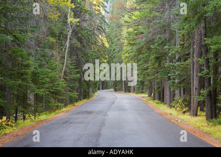 Strada in autunno, il Parco Nazionale di Banff, Alberta, Canada Foto Stock