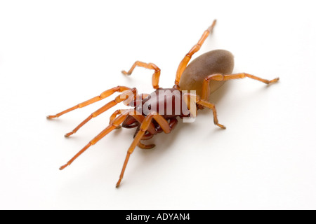 Il ragno Woodlouse Dysdera crocata Foto Stock