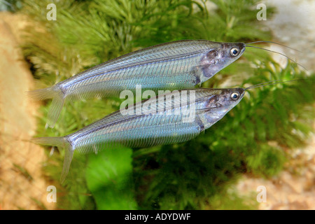 Pesce gatto di vetro, ghost catfish (Kryptopterus bicirrhis), due animali nuoto uno dopo l'altro Foto Stock