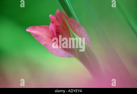 Gladiolus (Gladiolus spec.), flowerbud, Germania Foto Stock