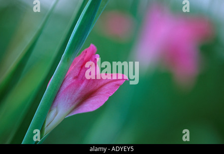 Gladiolus (Gladiolus spec.), flowerbud, GERMANIA Baden-Wuerttemberg Foto Stock